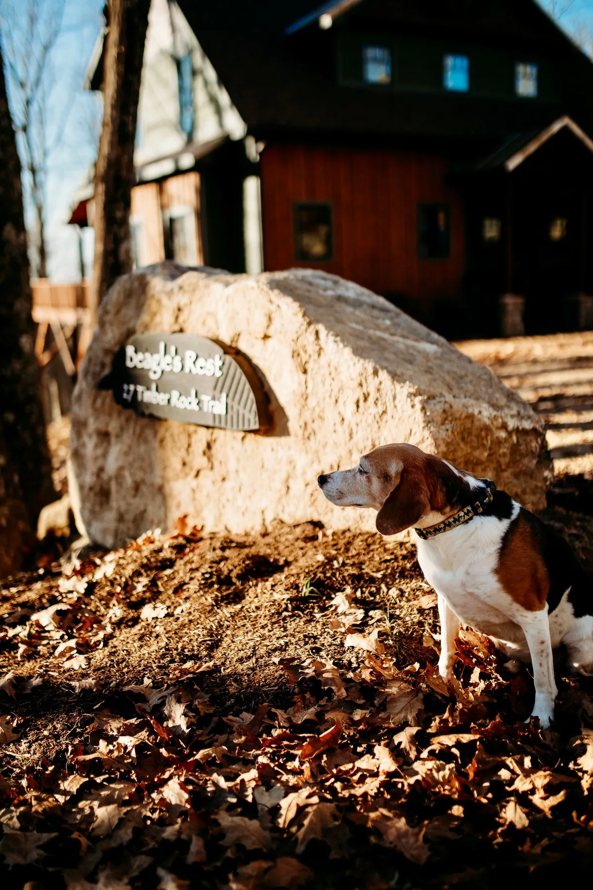 A warm, welcoming exterior shot featuring the 'Beagle's Rest' sign, a happy dog, and the house set against a backdrop of autumn leaves. The scene celebrates the home’s pet-friendly spirit, inviting both two- and four-legged family members to enjoy the retreat together.